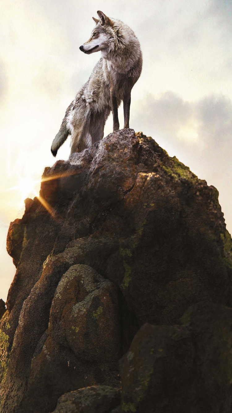 Обои рок, дракон, волк, вымышленный персонаж, живая природа в разрешении 750x1334