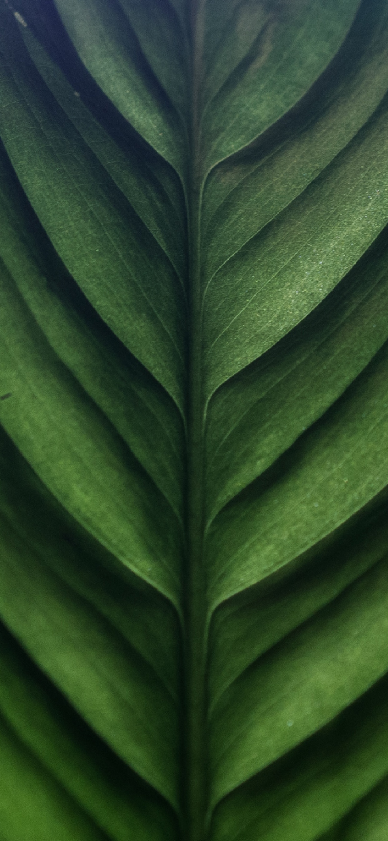 Обои зеленый, лист, банановые листья, наземное растение, растение в разрешении 1242x2688