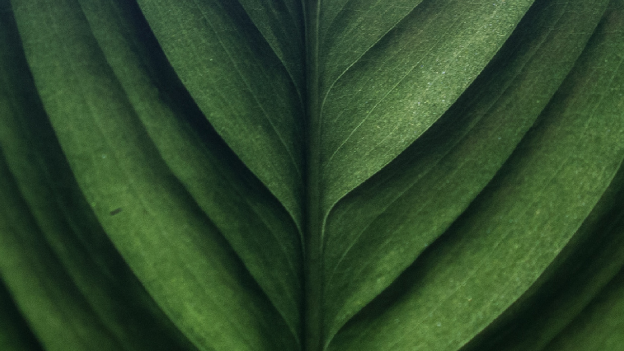 Обои зеленый, лист, банановые листья, наземное растение, растение в разрешении 1280x720