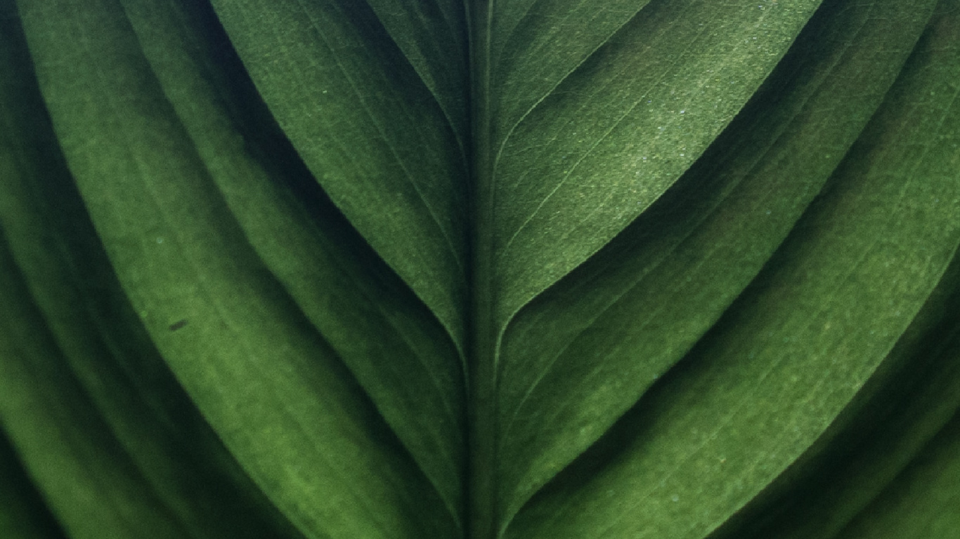 Обои зеленый, лист, банановые листья, наземное растение, растение в разрешении 1366x768