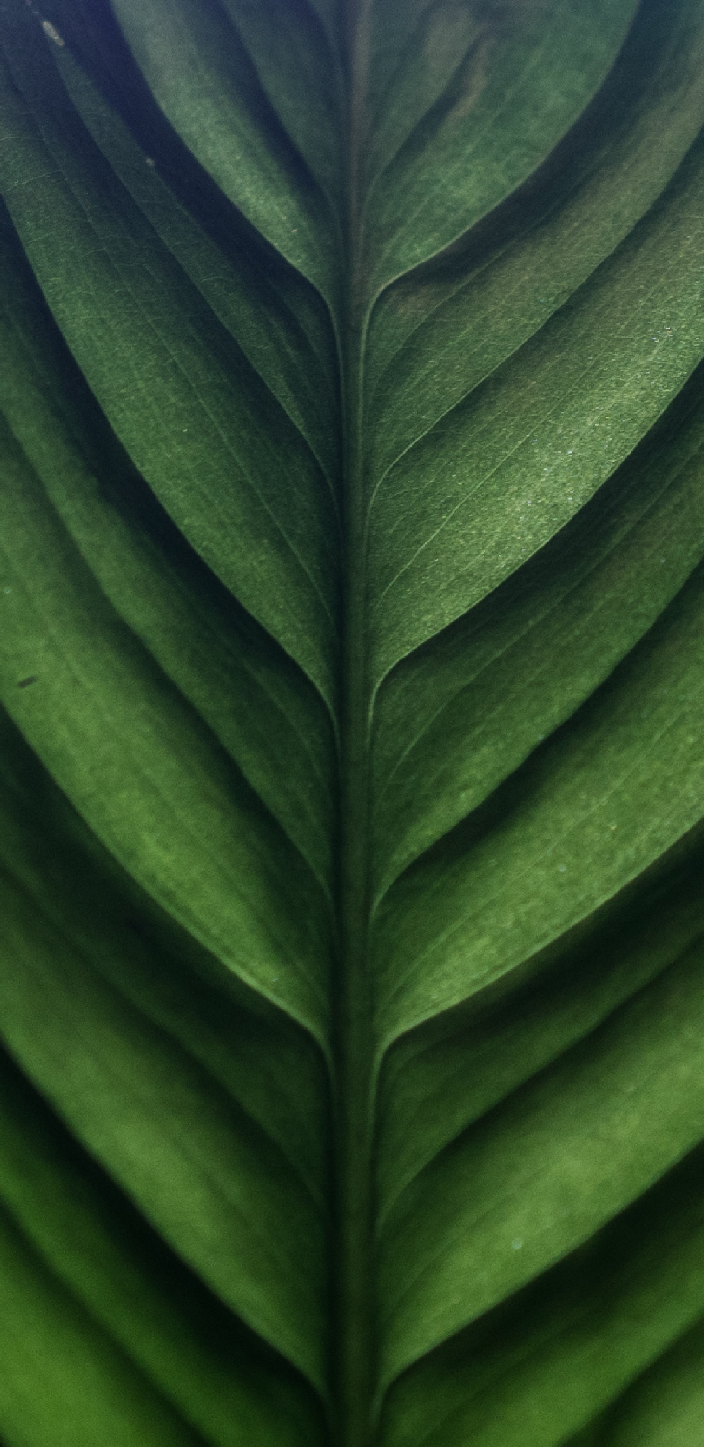 Обои зеленый, лист, банановые листья, наземное растение, растение в разрешении 1440x2960