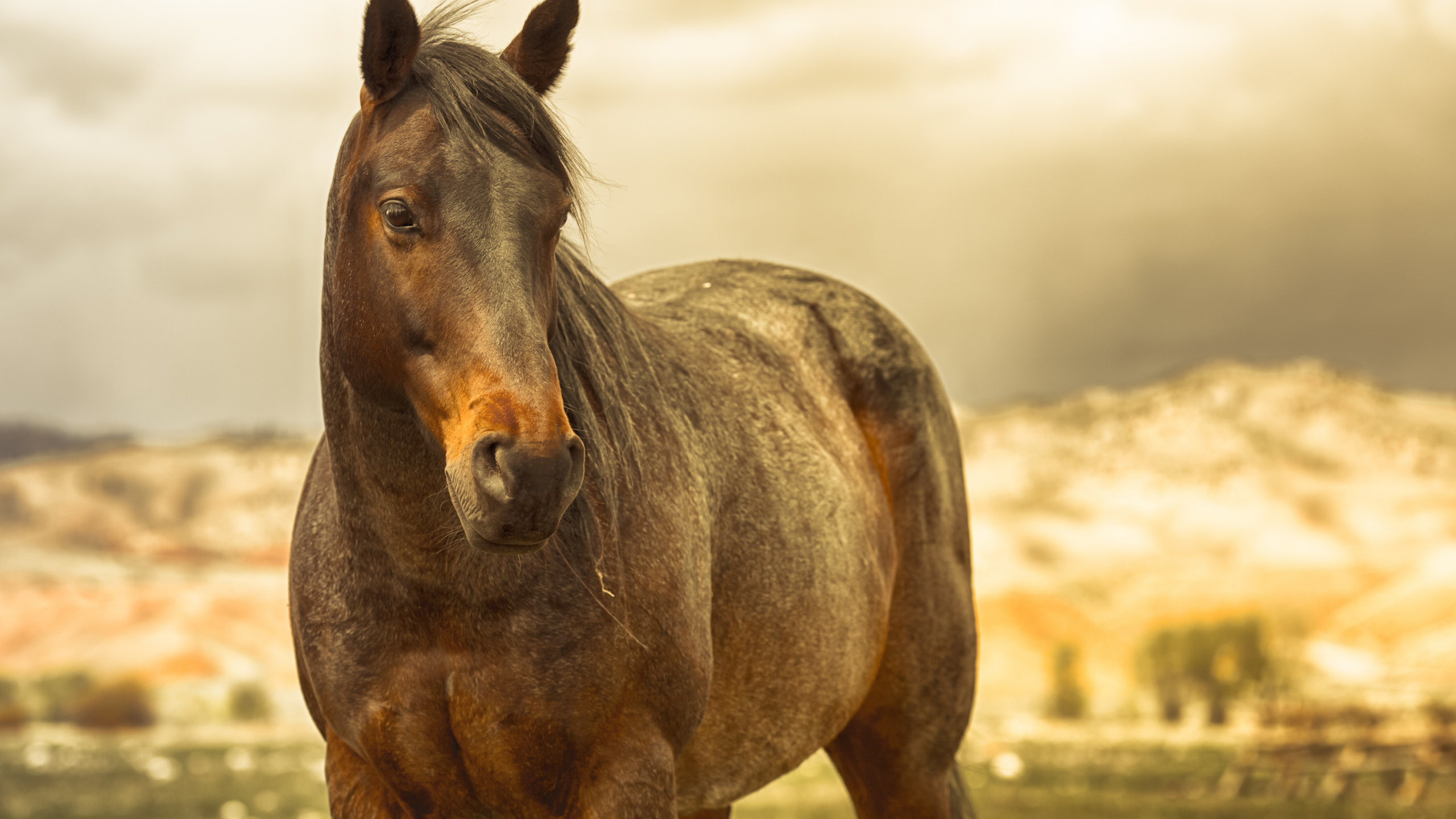 Обои Мустанг, конь, Мустанг лошадь, грива, кобыла в разрешении 2560x1440