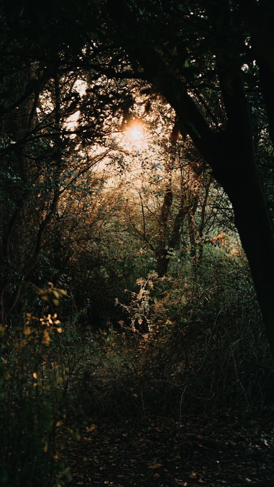 Обои природа, атмосфера, растение, древесина, прут в разрешении 1080x1920