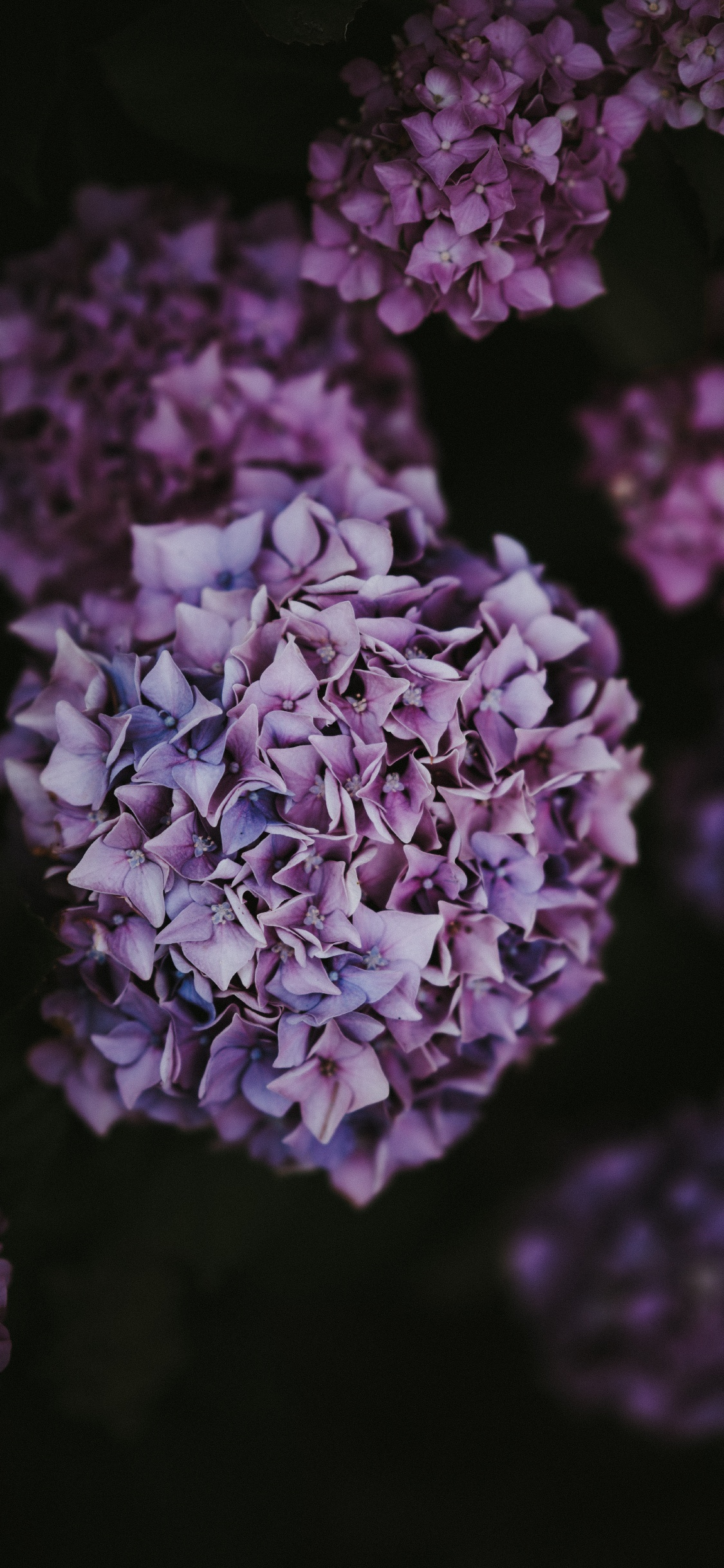 Обои Гортензия, цветок, пурпур, сирень, Фиолетовый в разрешении 1125x2436