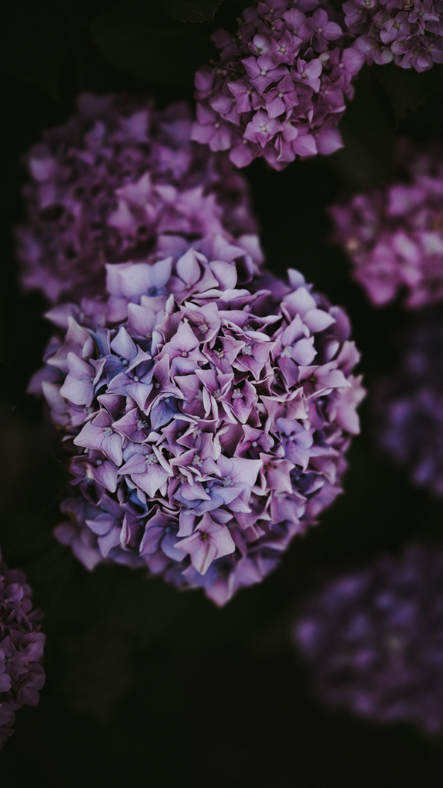 Обои Гортензия, цветок, пурпур, сирень, Фиолетовый в разрешении 1440x2560