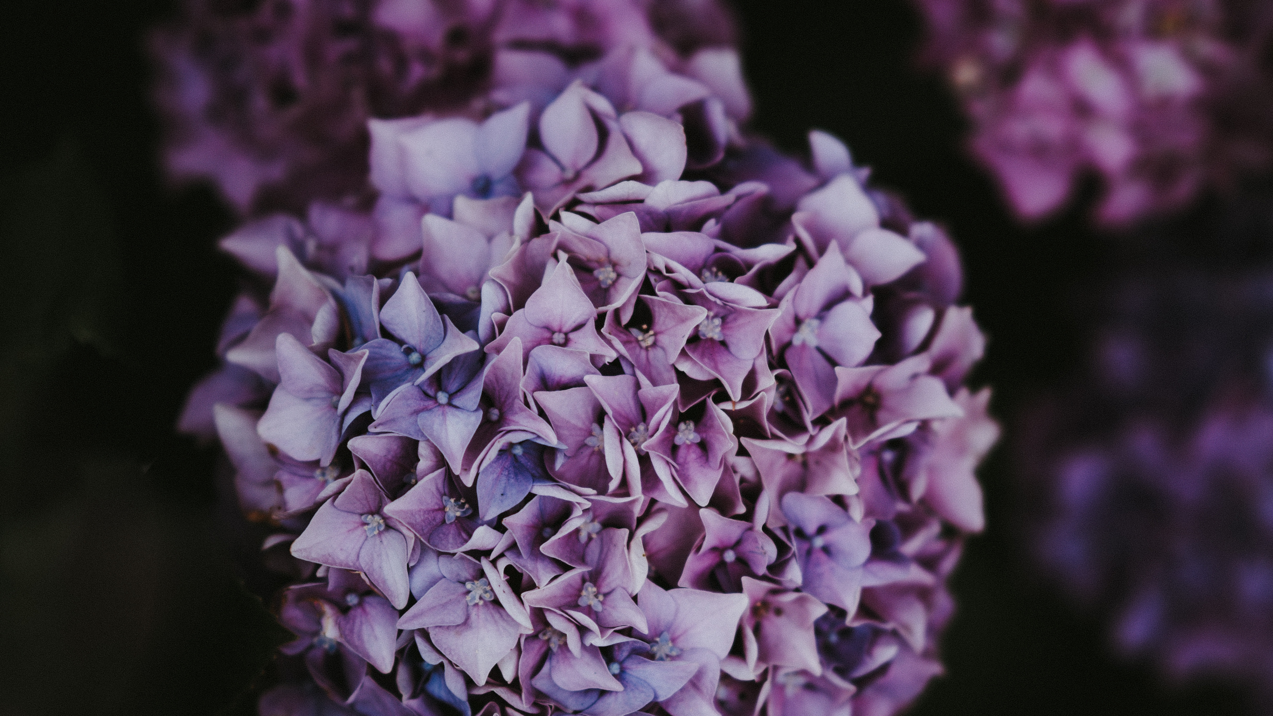 Обои Гортензия, цветок, пурпур, сирень, Фиолетовый в разрешении 2560x1440