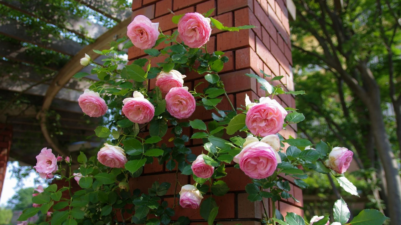 Обои сад роз, цветковое растение, розовый, флорибунда, растение в разрешении 1280x720