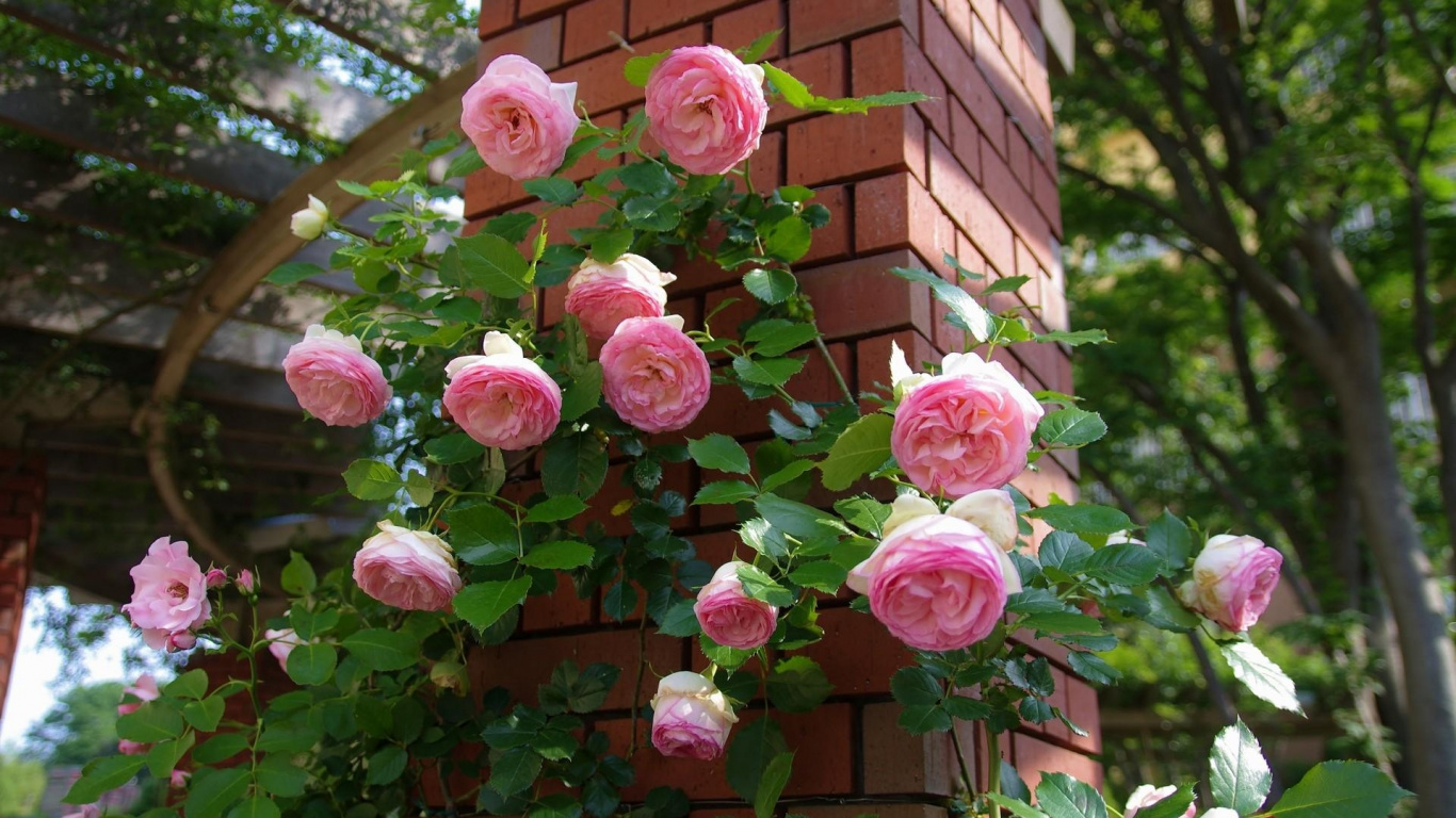 Обои сад роз, цветковое растение, розовый, флорибунда, растение в разрешении 1366x768