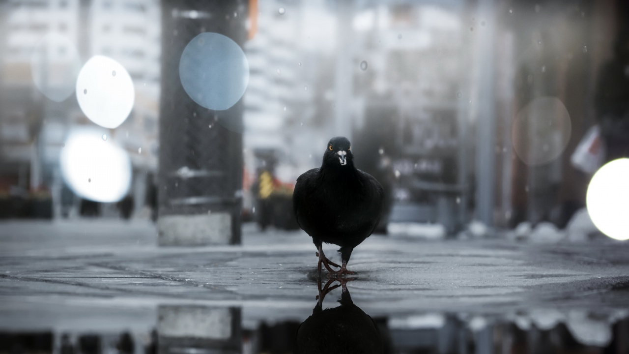 Обои вода, атмосфера, птица, голуби и горлицы, отражение в разрешении 1280x720