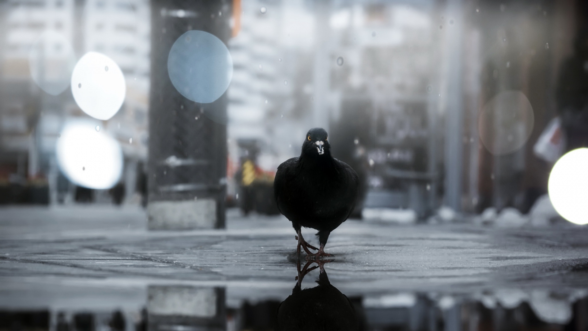 Обои вода, атмосфера, птица, голуби и горлицы, отражение в разрешении 1920x1080