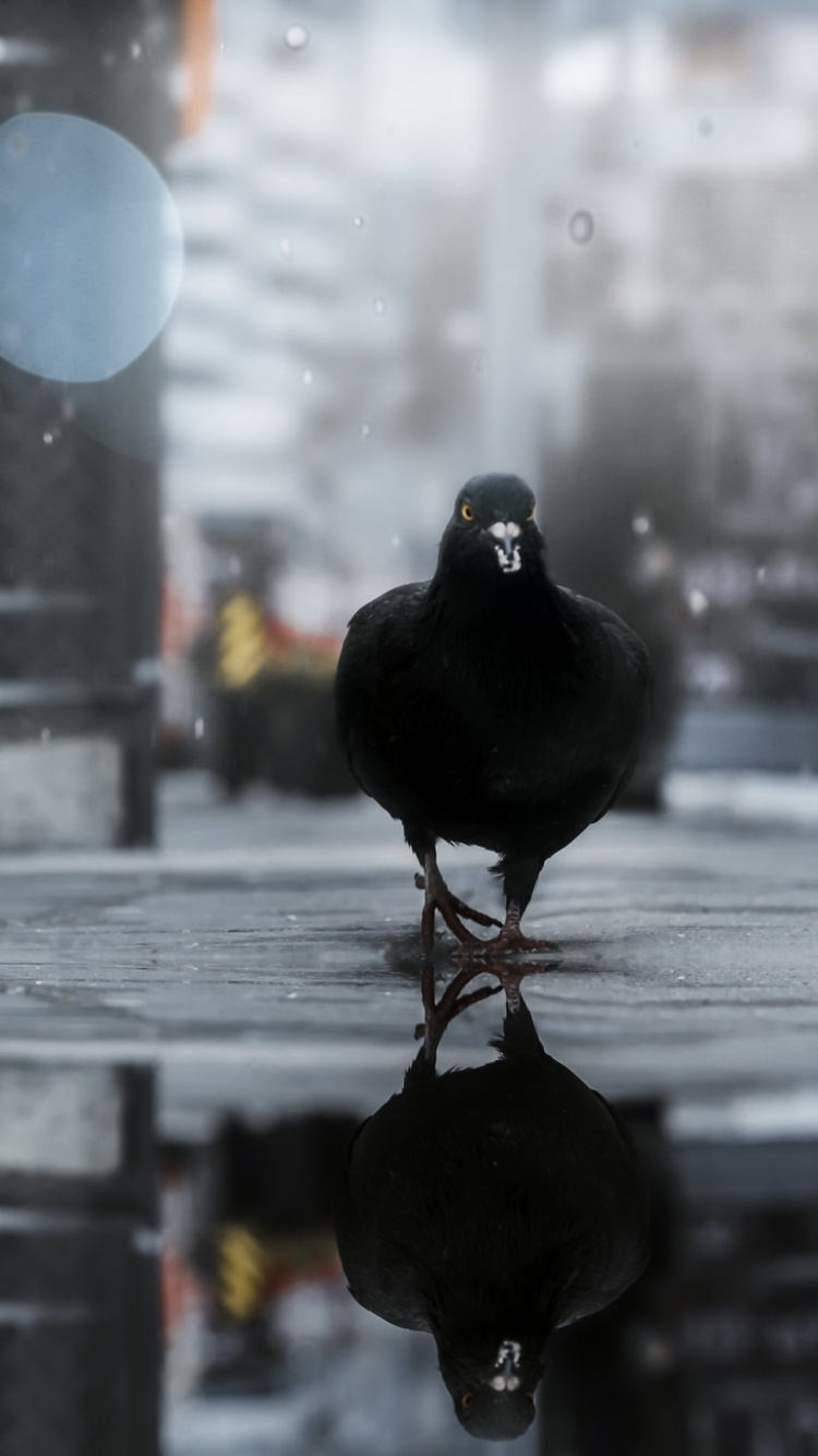 Обои вода, атмосфера, птица, голуби и горлицы, отражение в разрешении 750x1334