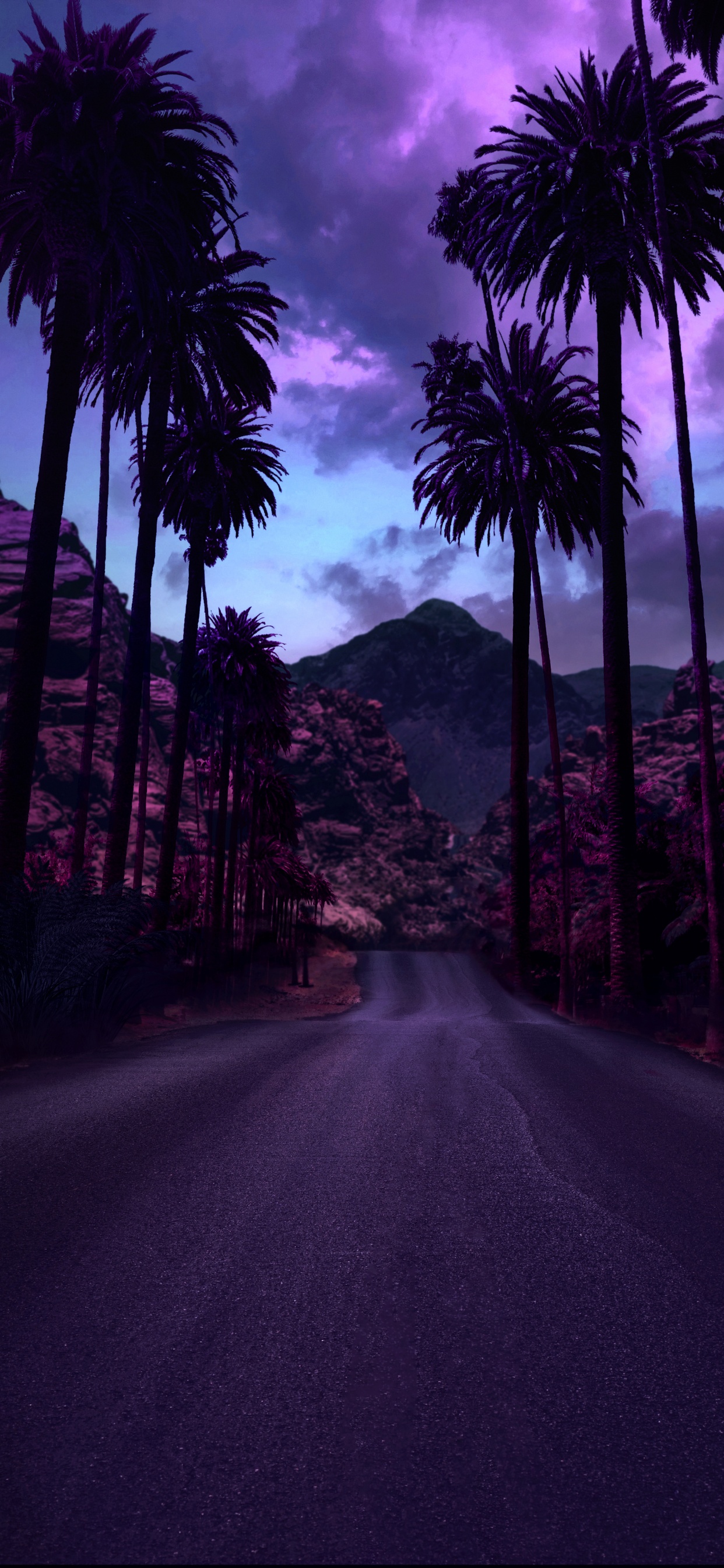 Обои дерево, свет, цветной, облако, растение в разрешении 1242x2688