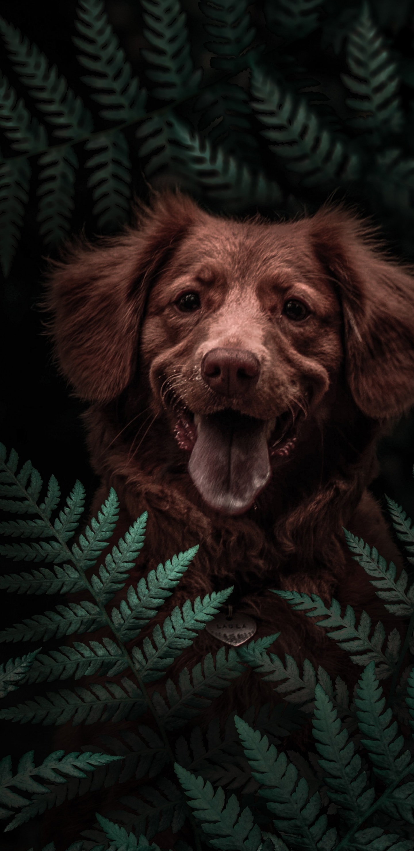 Обои пес, Гаванская болонка, бойкин спаниель, собака породы, щенок в разрешении 1440x2960