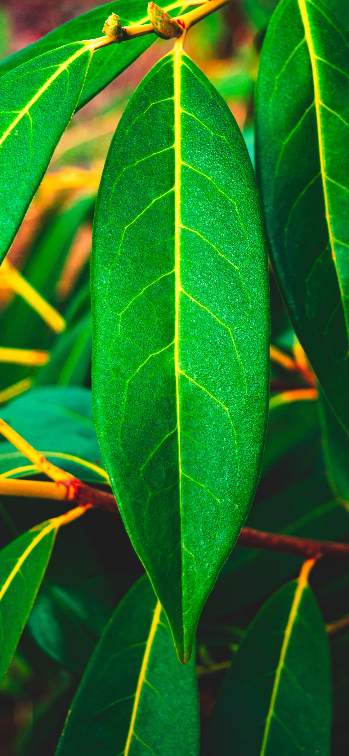 Обои лист, растение, зеленый, цветок, дерево в разрешении 1125x2436