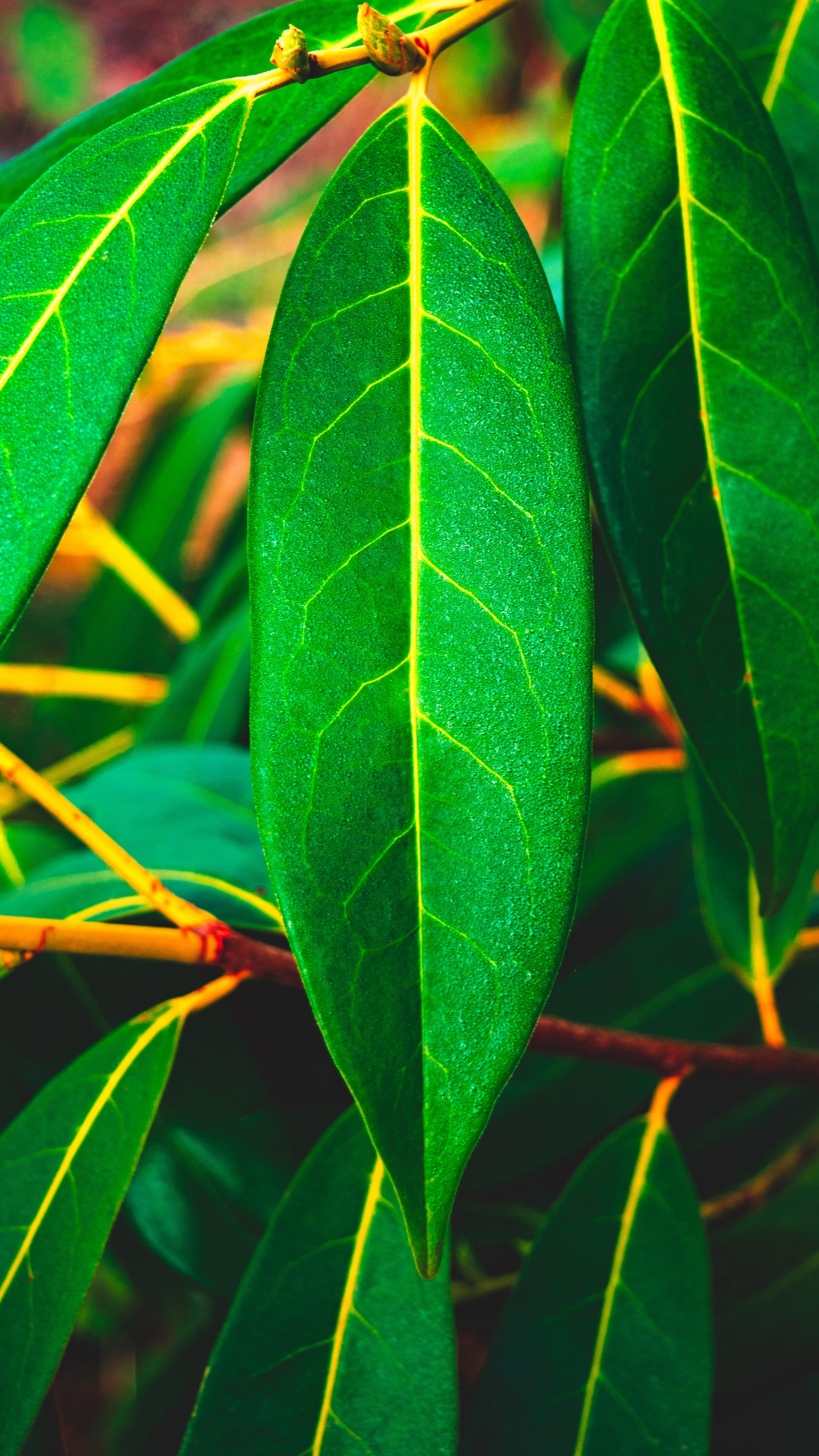 Обои лист, растение, зеленый, цветок, дерево в разрешении 1440x2560