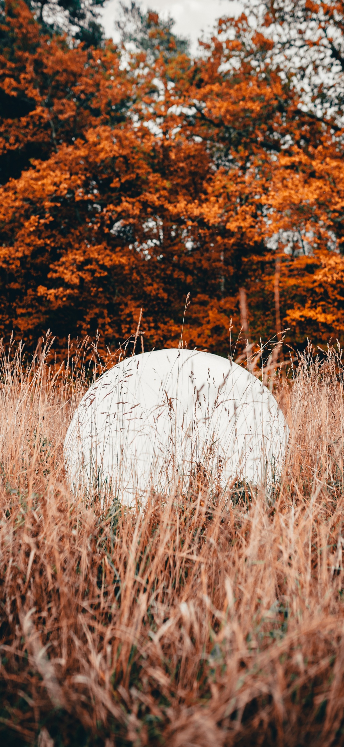 Обои природа, лист, дерево, природный ландшафт, осень в разрешении 1125x2436