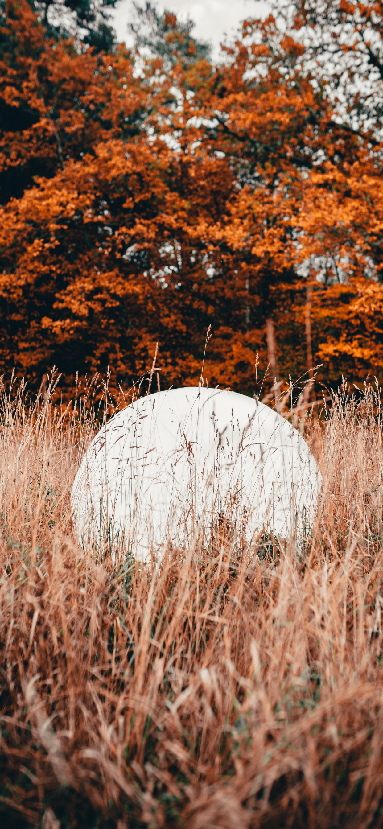 Обои природа, лист, дерево, природный ландшафт, осень в разрешении 1242x2688