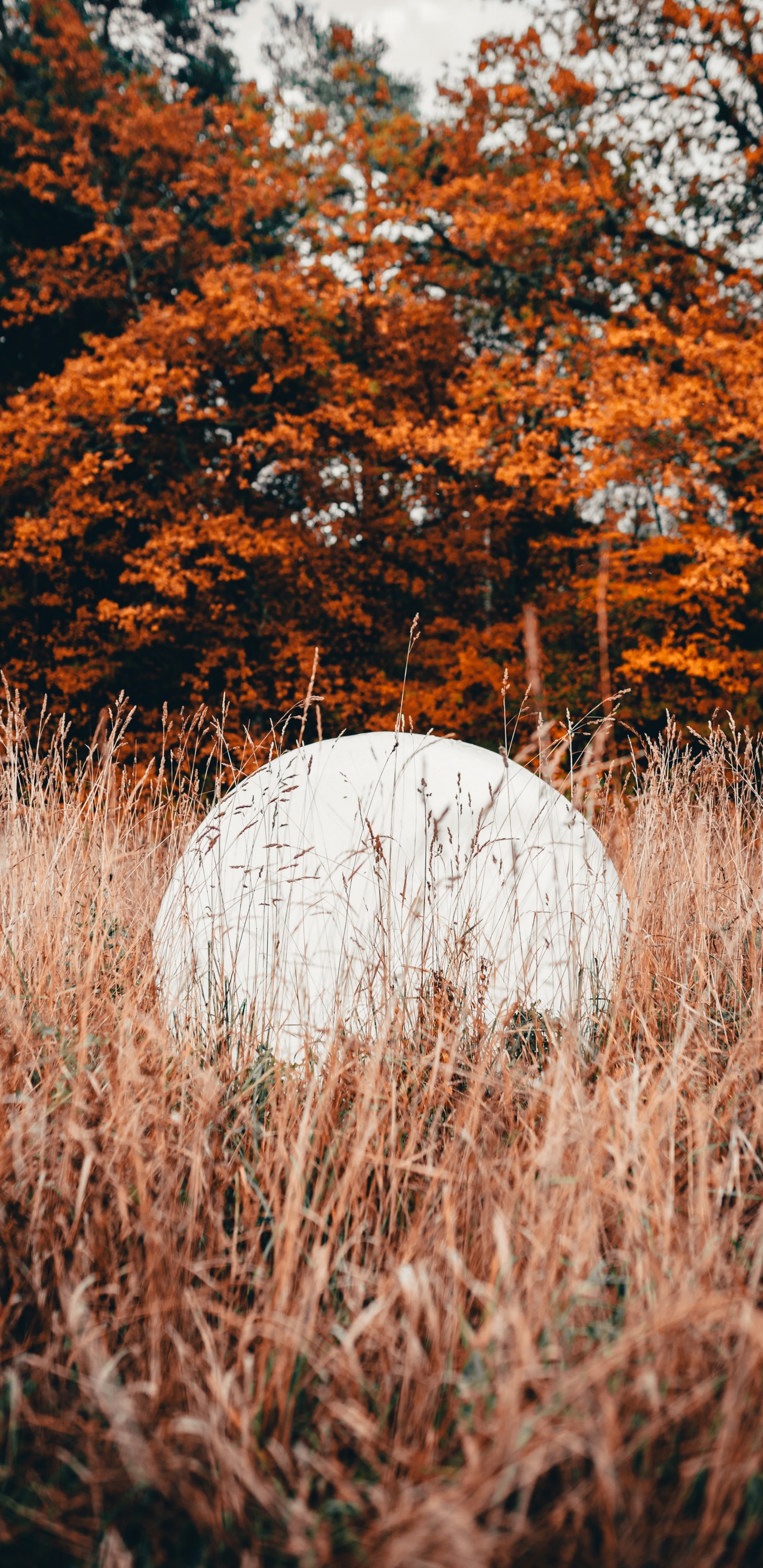 Обои природа, лист, дерево, природный ландшафт, осень в разрешении 1440x2960