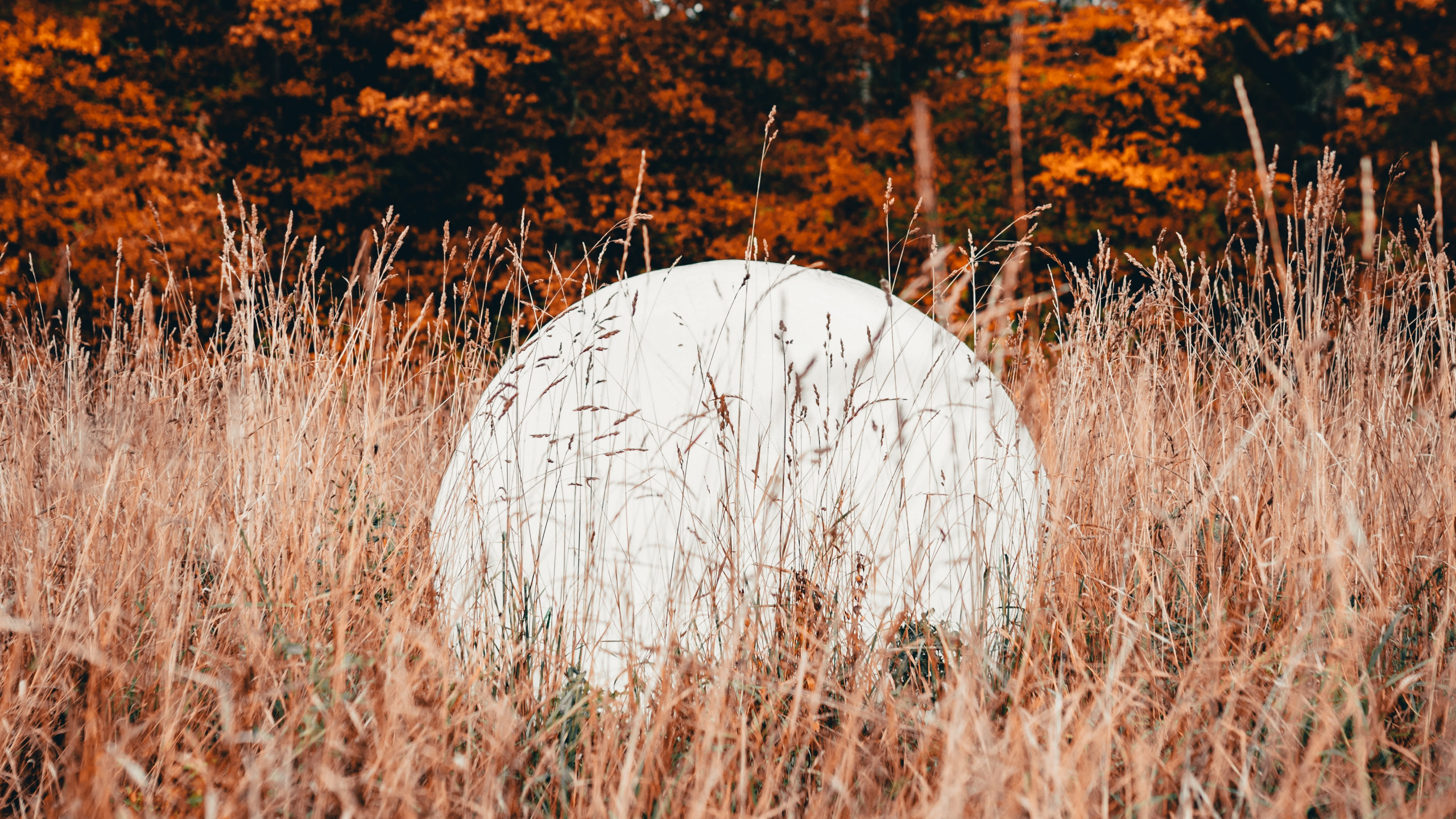 Обои природа, лист, дерево, природный ландшафт, осень в разрешении 2560x1440