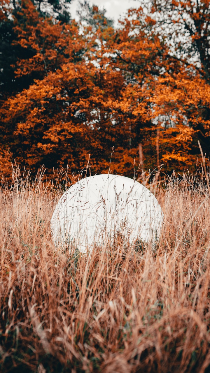 Обои природа, лист, дерево, природный ландшафт, осень в разрешении 720x1280