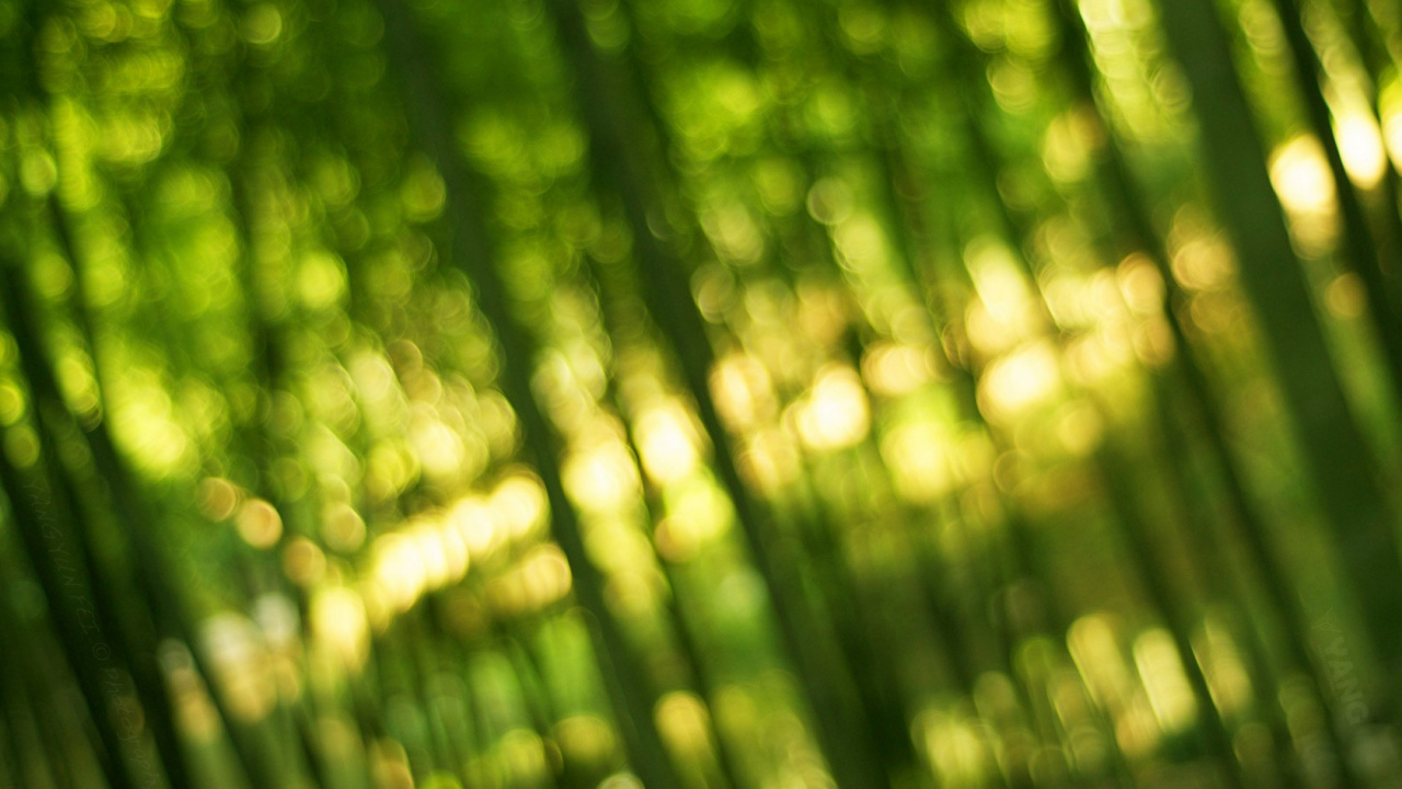 Обои бамбук, зеленый, растительность, лист, солнечный свет в разрешении 1280x720