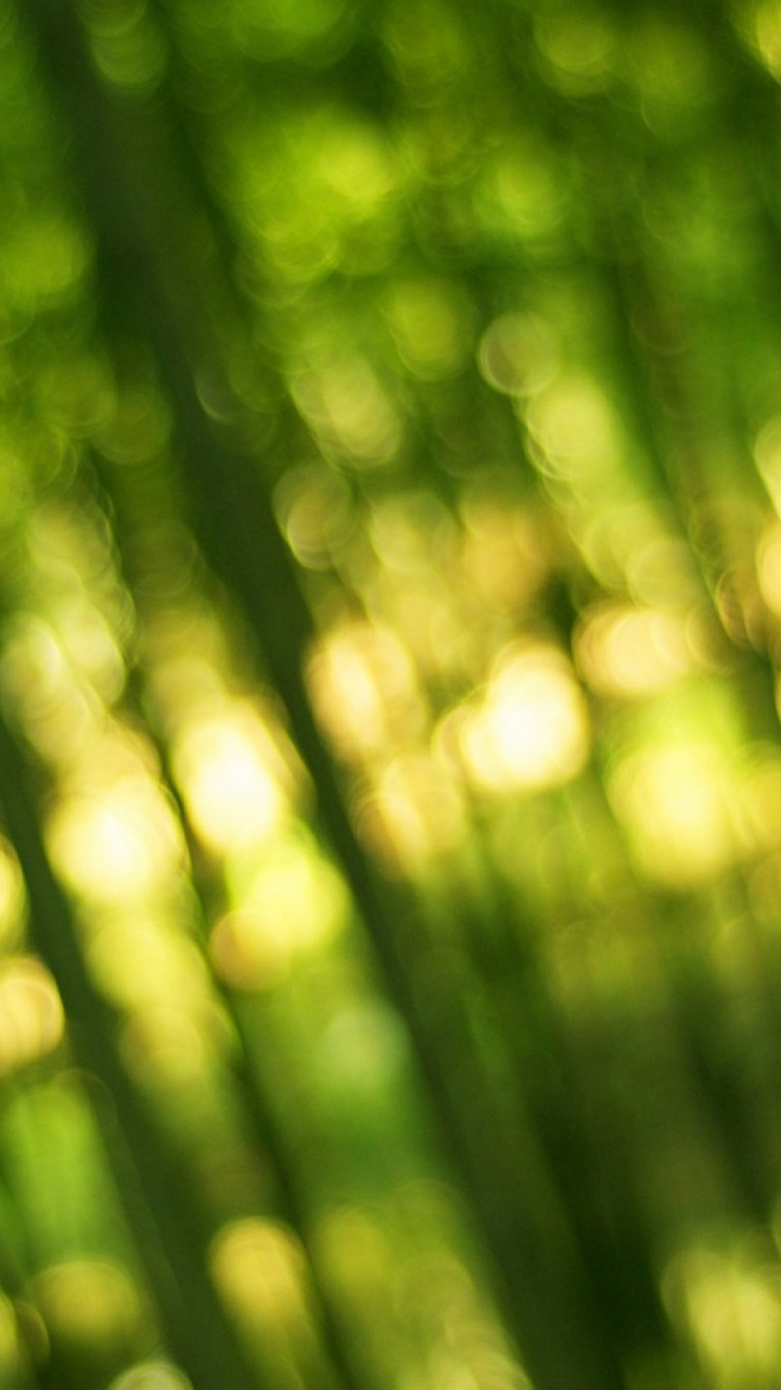 Обои бамбук, зеленый, растительность, лист, солнечный свет в разрешении 720x1280