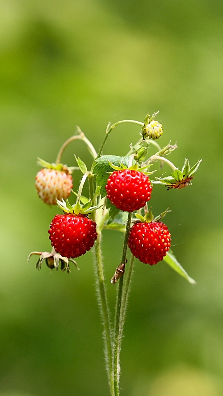 Обои клубника, ягоды, фрукты, thimbleberry, листья в разрешении 720x1280