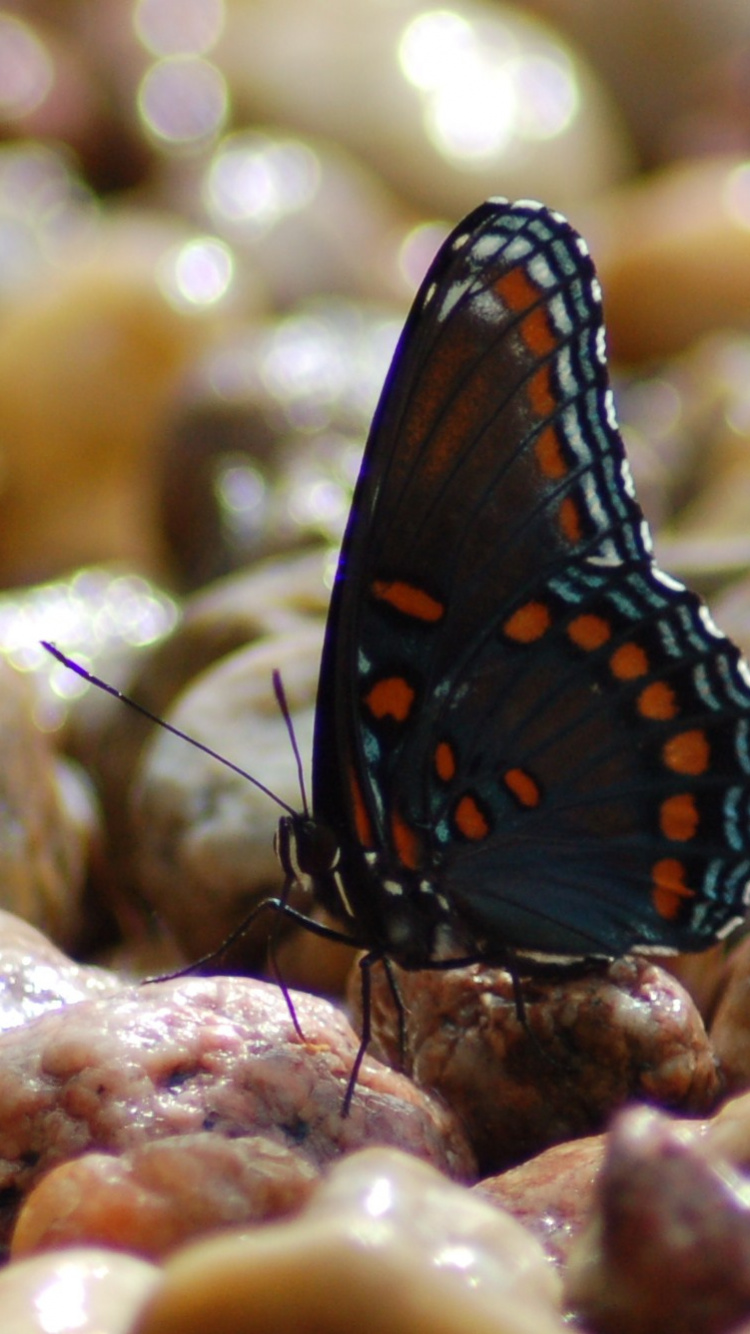 Обои насекомое, членистоногое, бабочка, мотыльки и бабочки, беспозвоночных в разрешении 750x1334