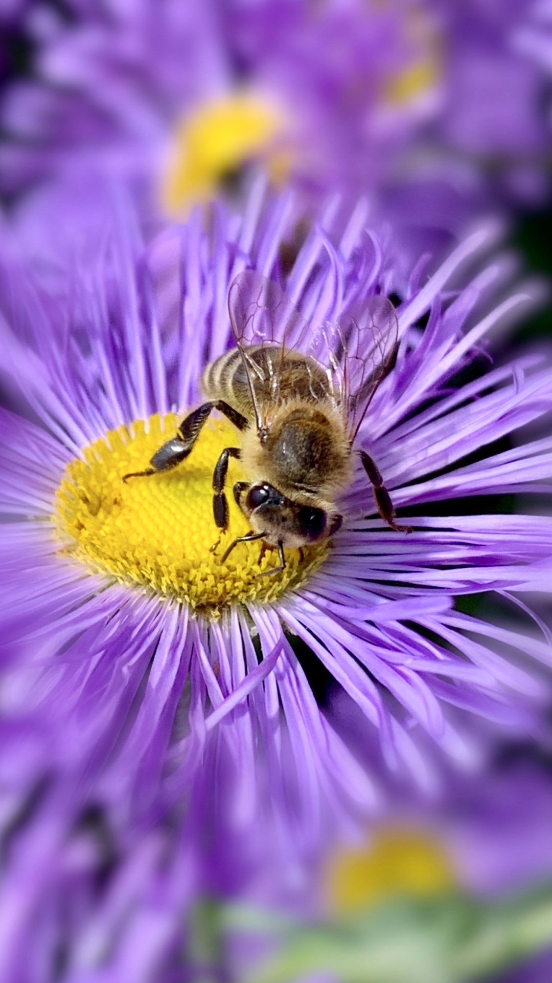 Обои медоносная пчела, насекомое, беспозвоночных, биология, наука в разрешении 1080x1920