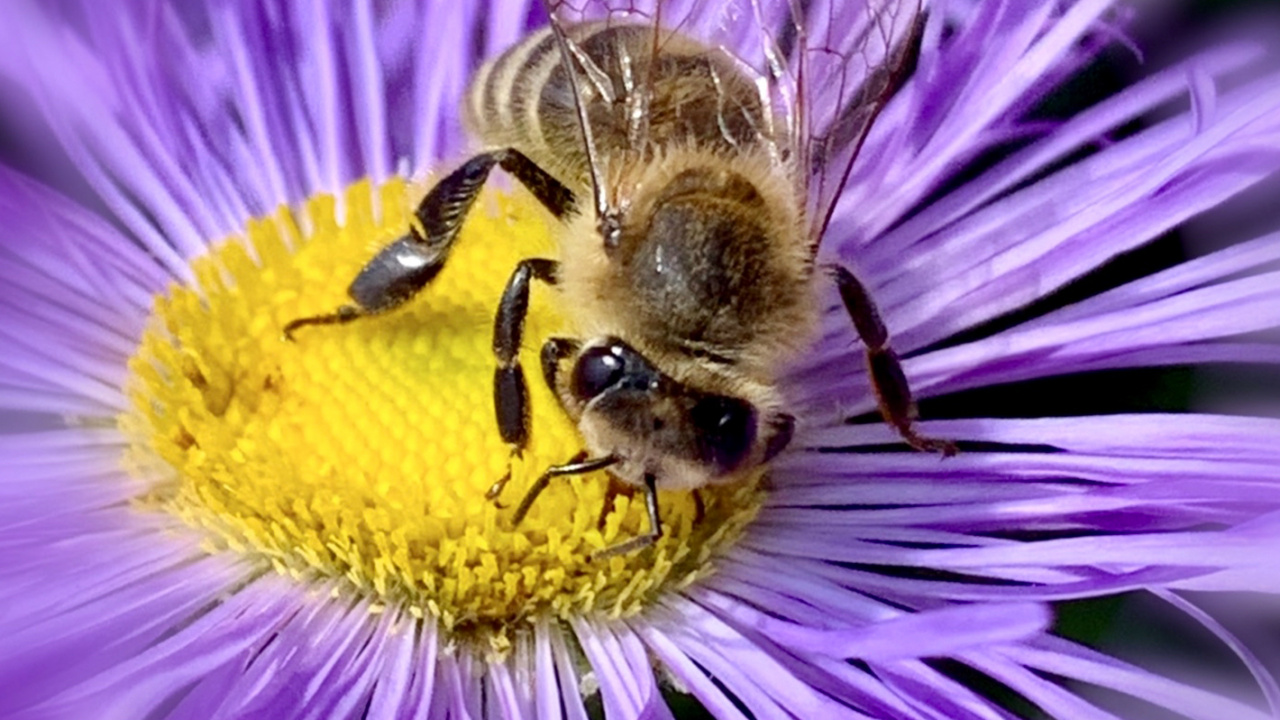 Обои медоносная пчела, насекомое, беспозвоночных, биология, наука в разрешении 1280x720