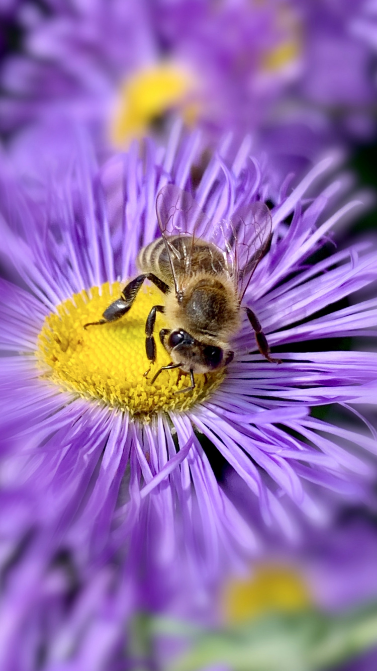 Обои медоносная пчела, насекомое, беспозвоночных, биология, наука в разрешении 750x1334