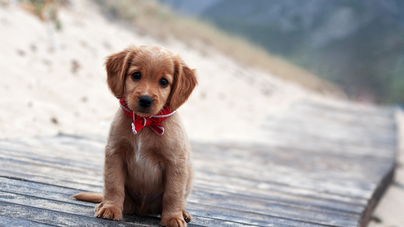 Обои щенок, привлекательность, собака породы, собака компаньон, морда в разрешении 1366x768