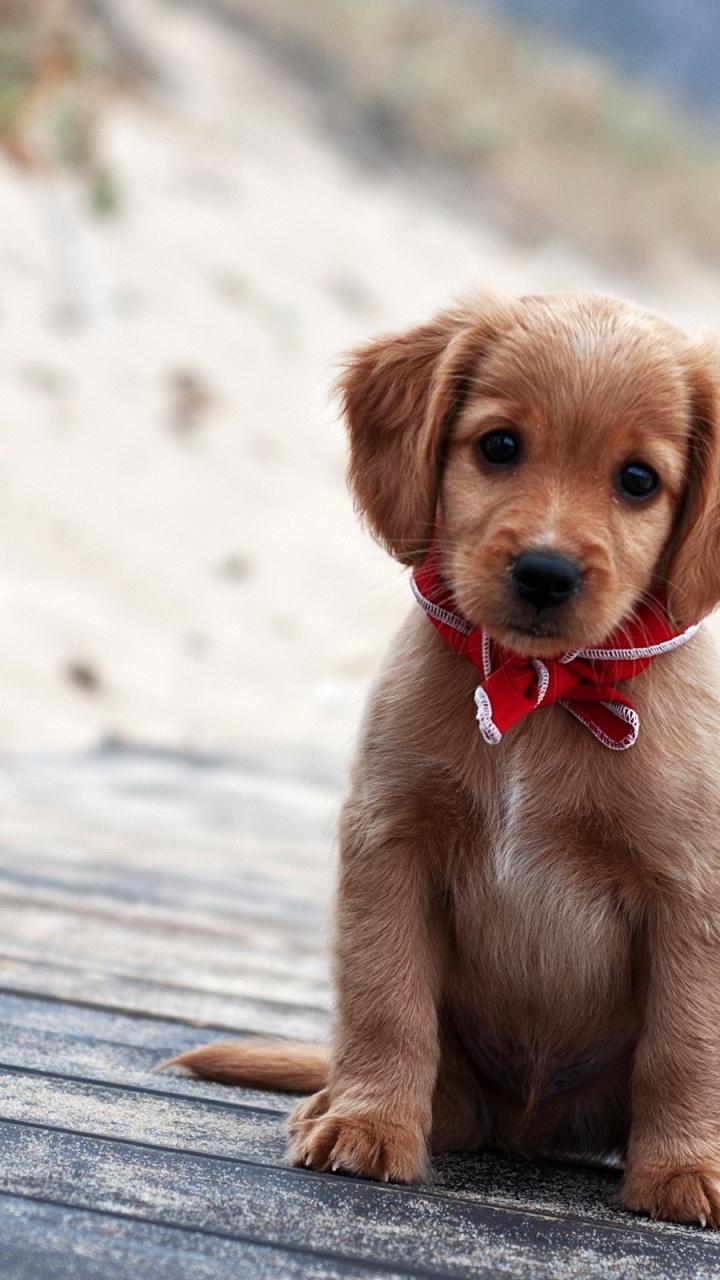 Обои щенок, привлекательность, собака породы, собака компаньон, морда в разрешении 720x1280