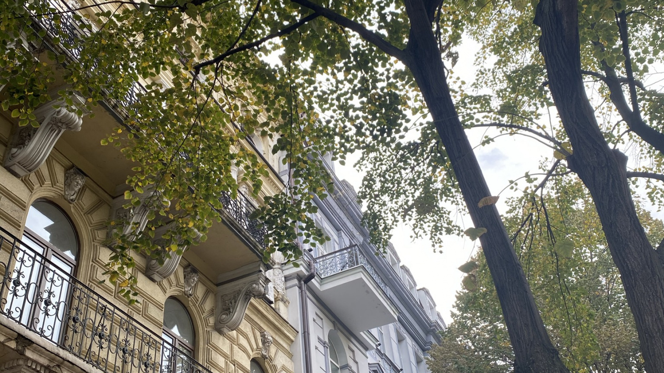 Обои дерево, ветвь, соседство, архитектура, фасад в разрешении 1366x768