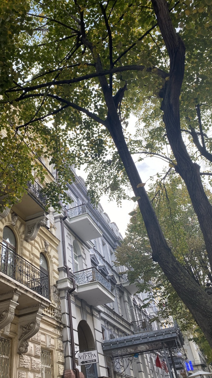 Обои дерево, ветвь, соседство, архитектура, фасад в разрешении 720x1280