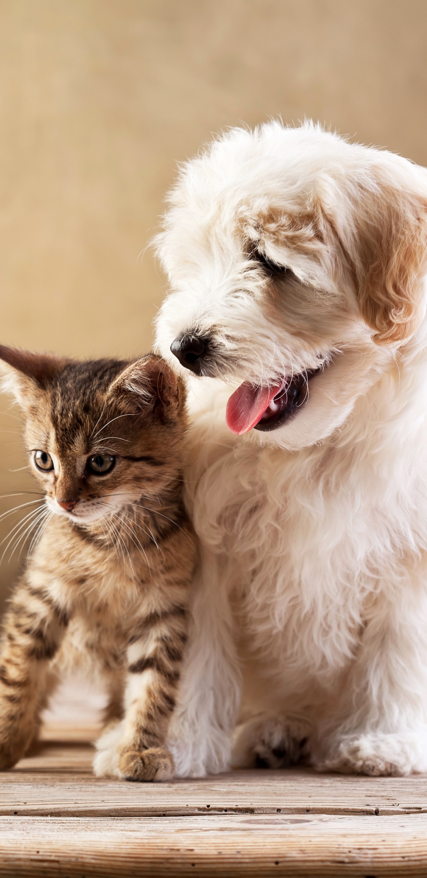 Обои кот, котенок, щенок, собака породы, ветеринарный врач в разрешении 1440x2960