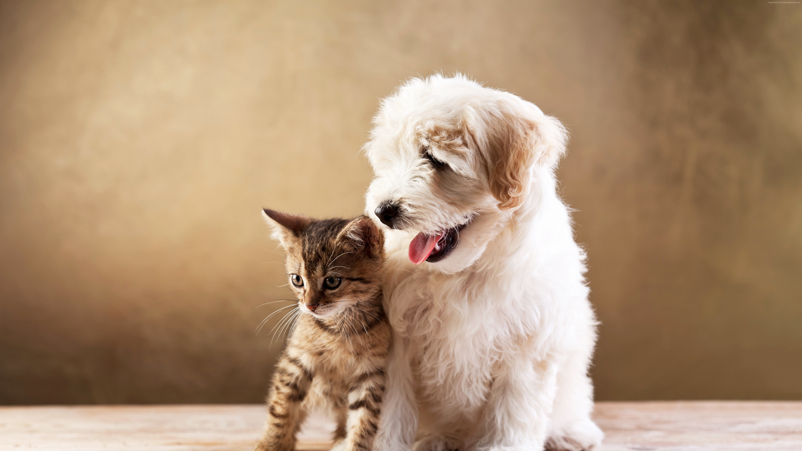 Обои кот, котенок, щенок, собака породы, ветеринарный врач в разрешении 2560x1440