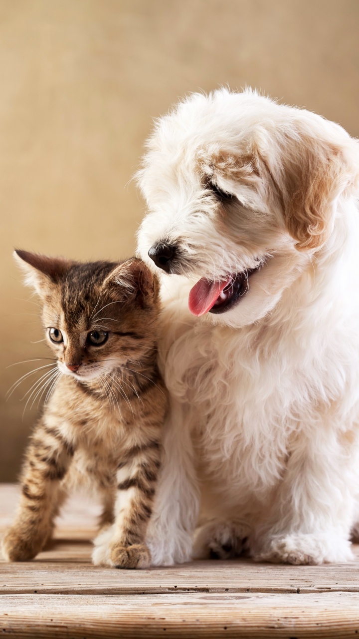 Обои кот, котенок, щенок, собака породы, ветеринарный врач в разрешении 720x1280