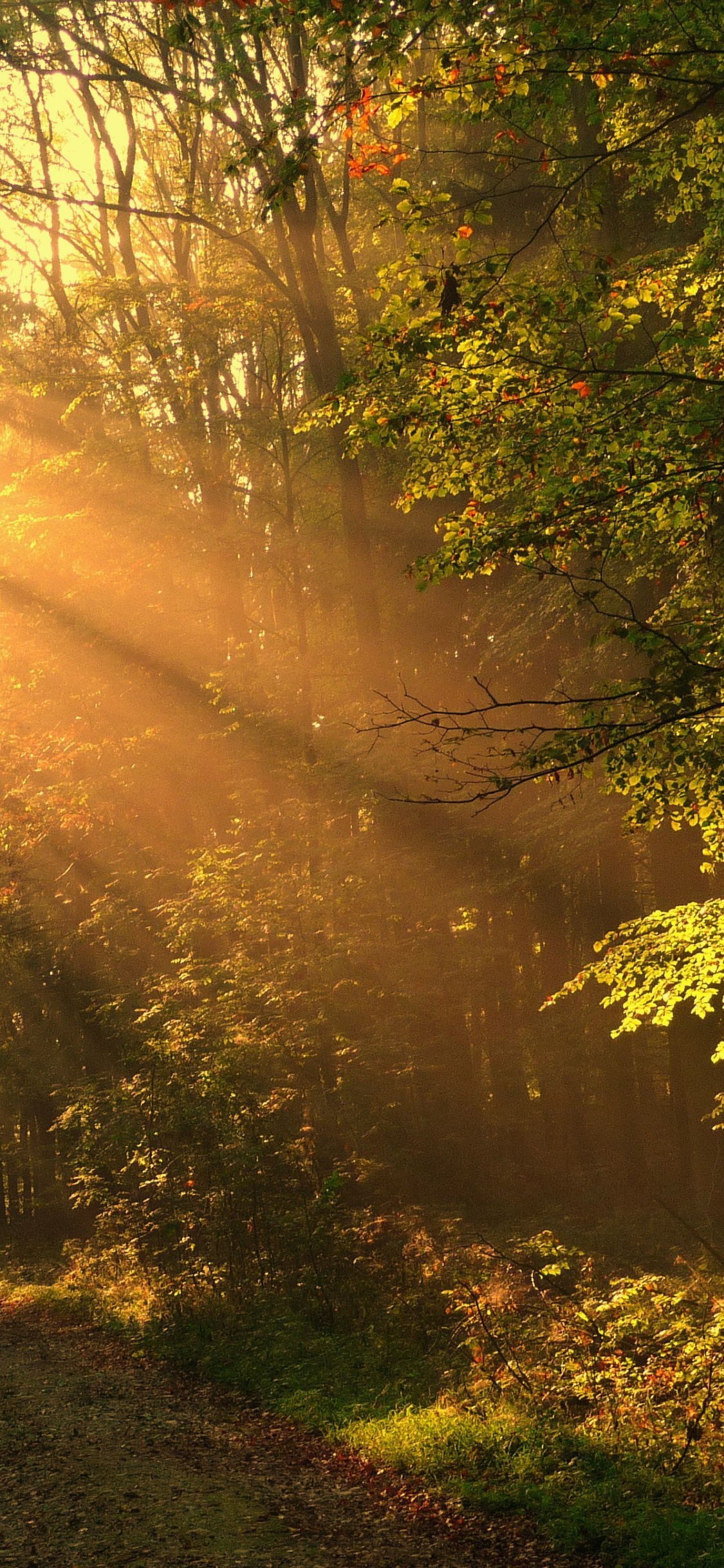 Обои солнечный свет, природа, дерево, лес, лесистая местность в разрешении 1125x2436