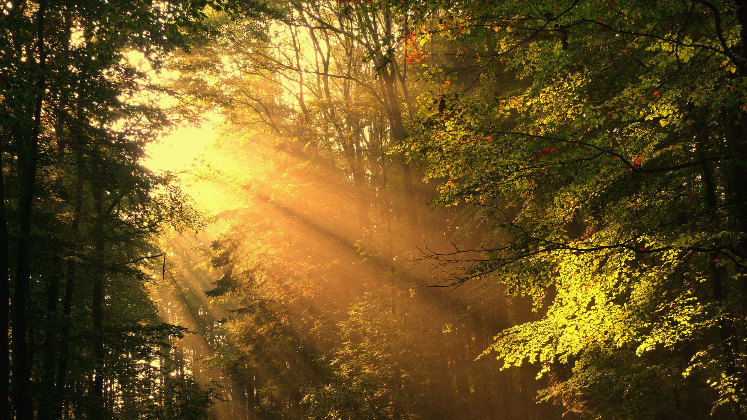 Обои солнечный свет, природа, дерево, лес, лесистая местность в разрешении 2560x1440