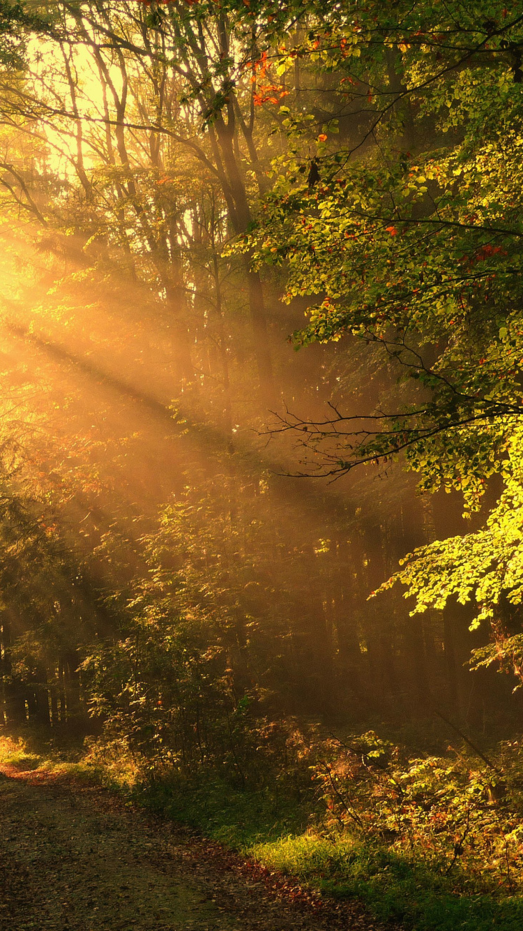 Обои солнечный свет, природа, дерево, лес, лесистая местность в разрешении 750x1334