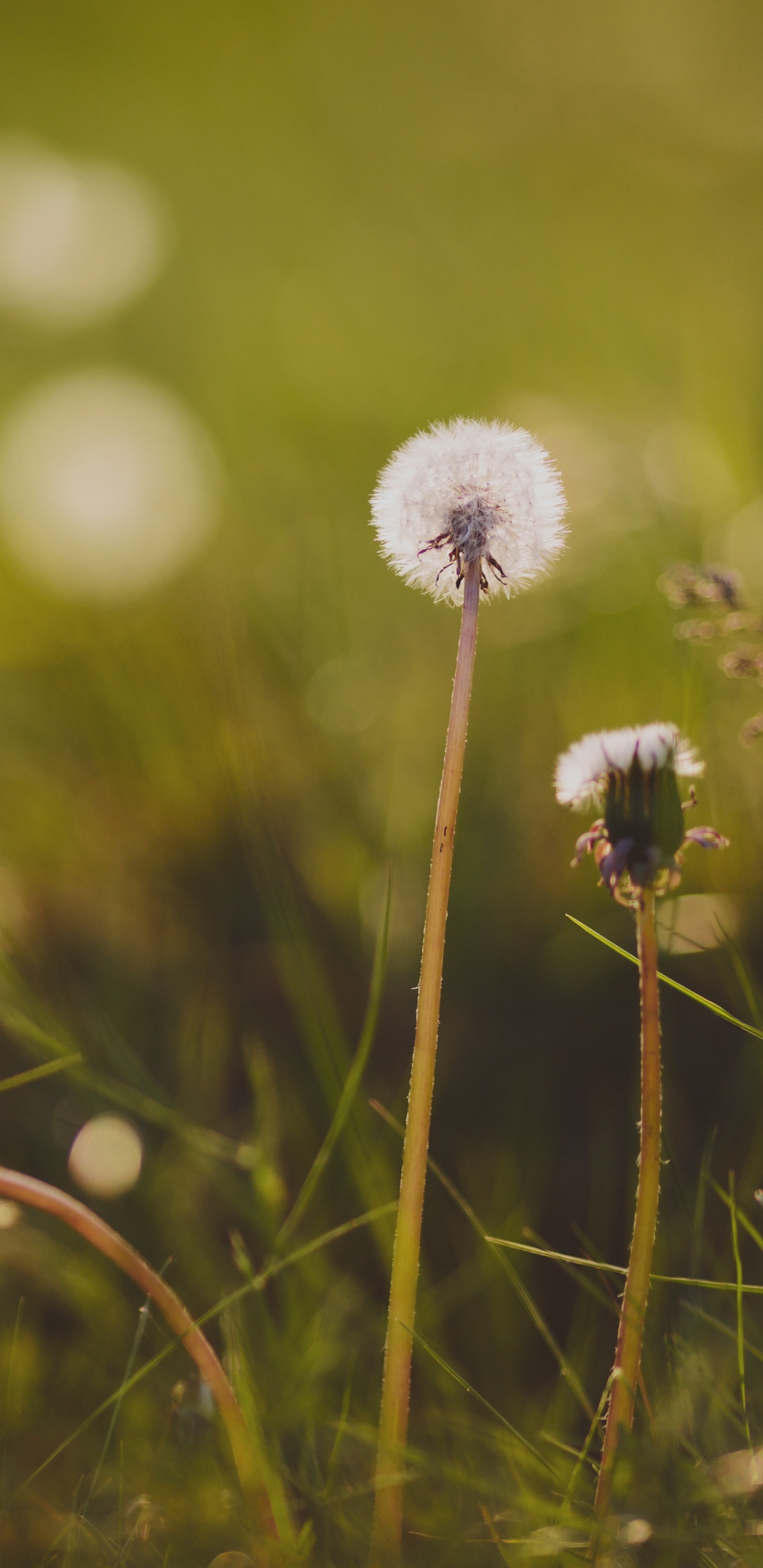 Обои цветок, зеленый, природа, одуванчик, растение в разрешении 1440x2960