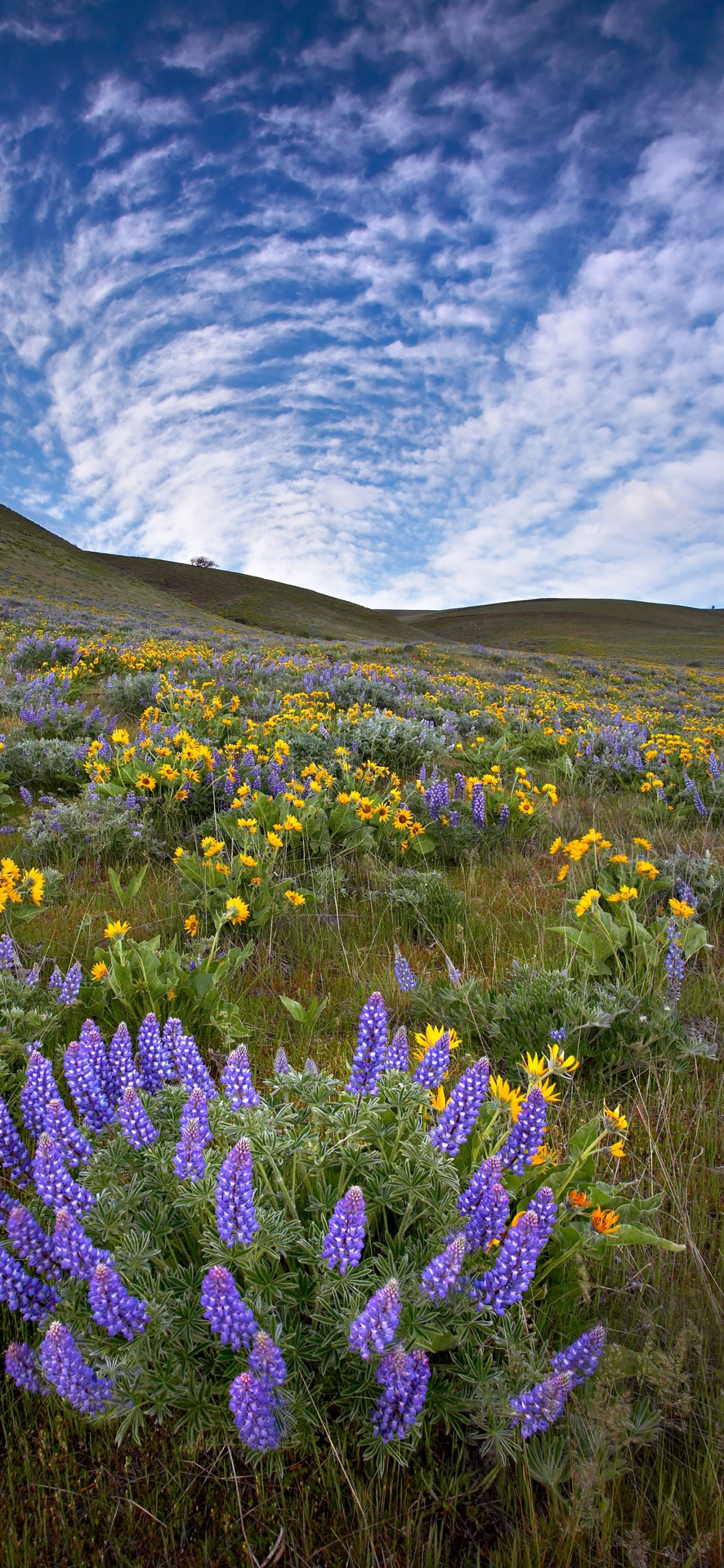 Обои цветок, кафедральный собор Кенигсберга, облако, растение, гора в разрешении 1242x2688