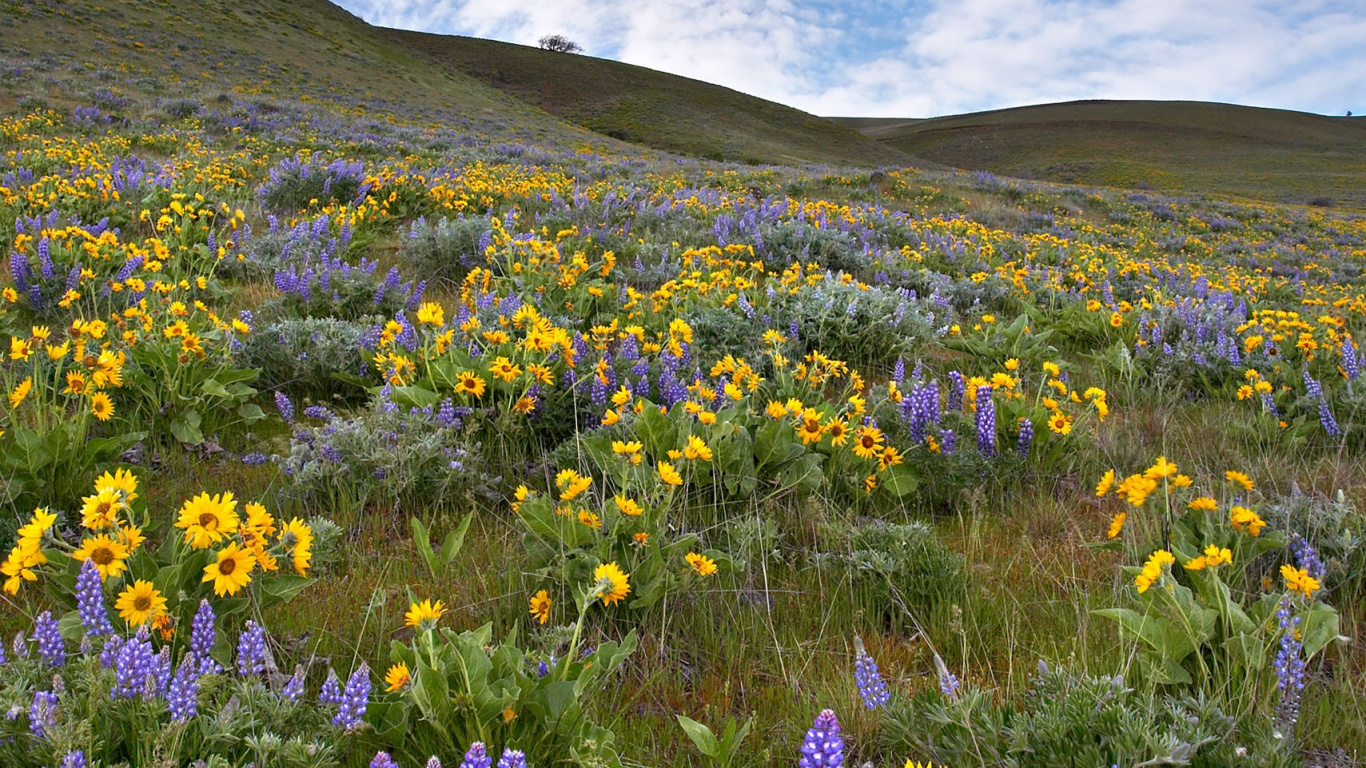 Обои цветок, кафедральный собор Кенигсберга, облако, растение, гора в разрешении 1366x768