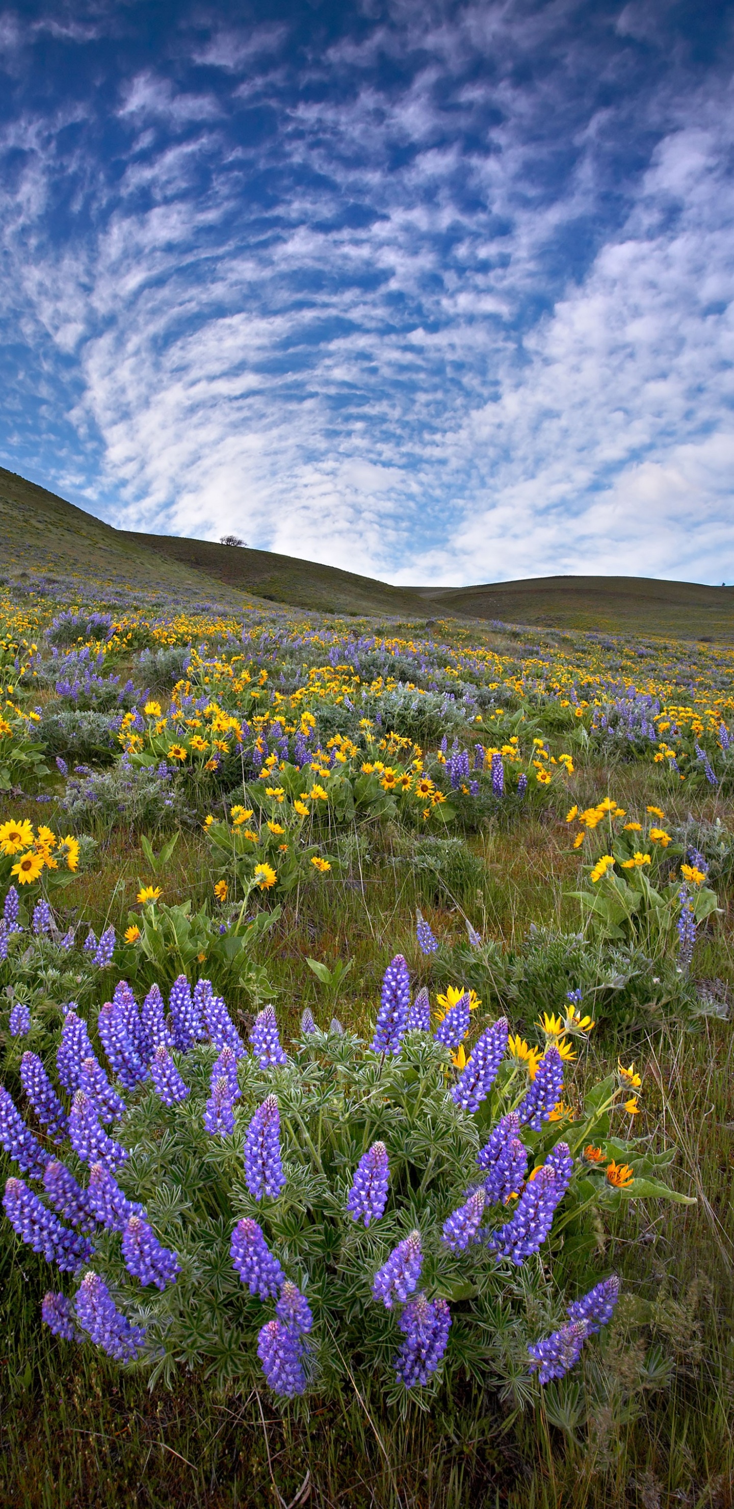 Обои цветок, кафедральный собор Кенигсберга, облако, растение, гора в разрешении 1440x2960
