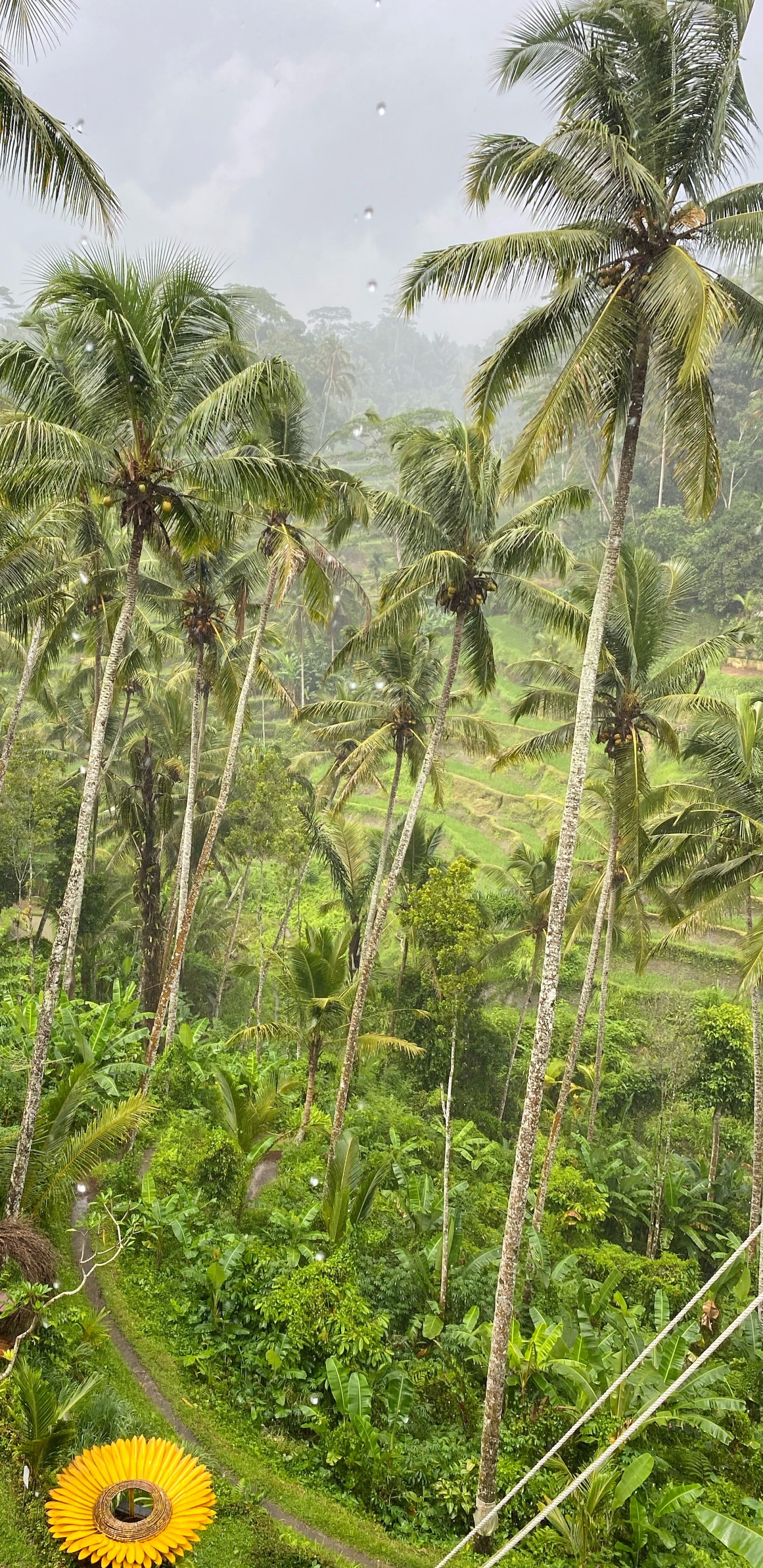 Обои бали, растительность, биом, тропические леса, пальмовые рощи в разрешении 1440x2960