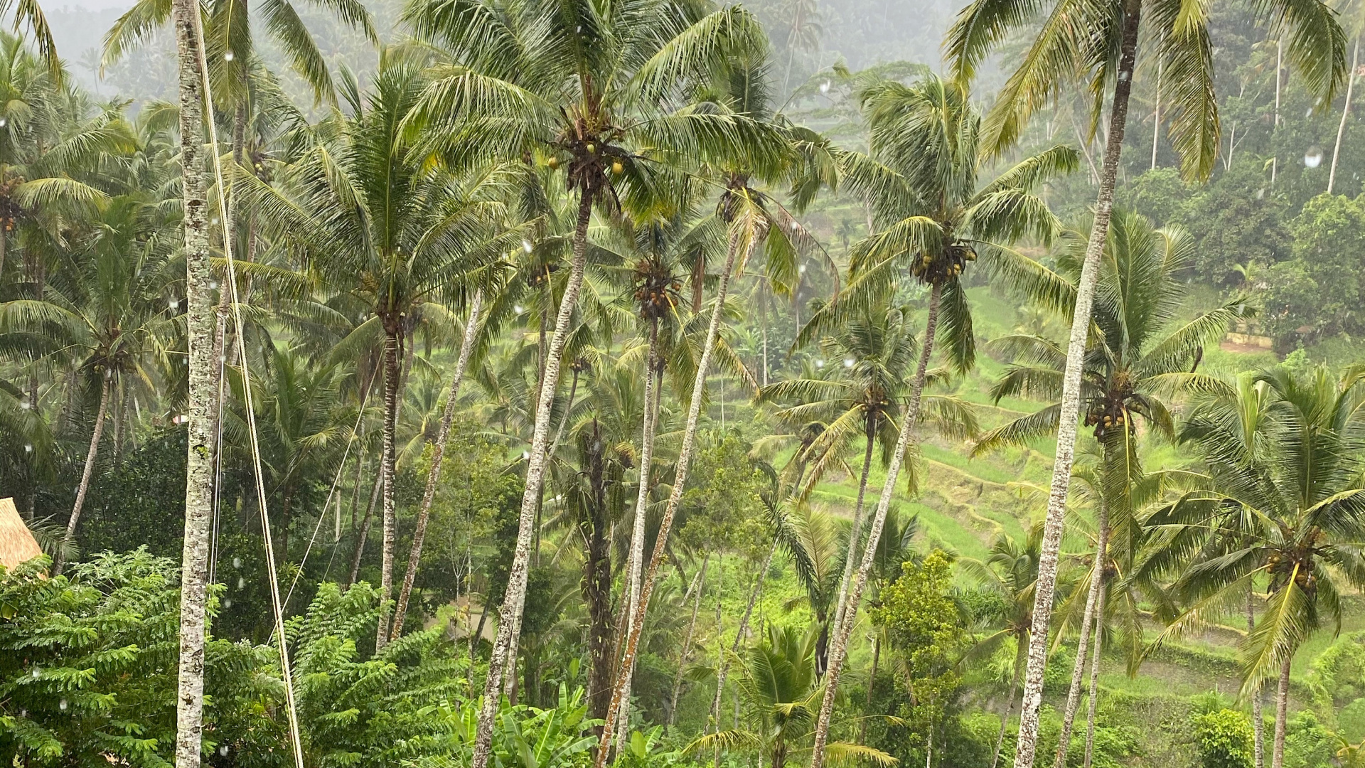 Обои бали, растительность, биом, тропические леса, пальмовые рощи в разрешении 1920x1080