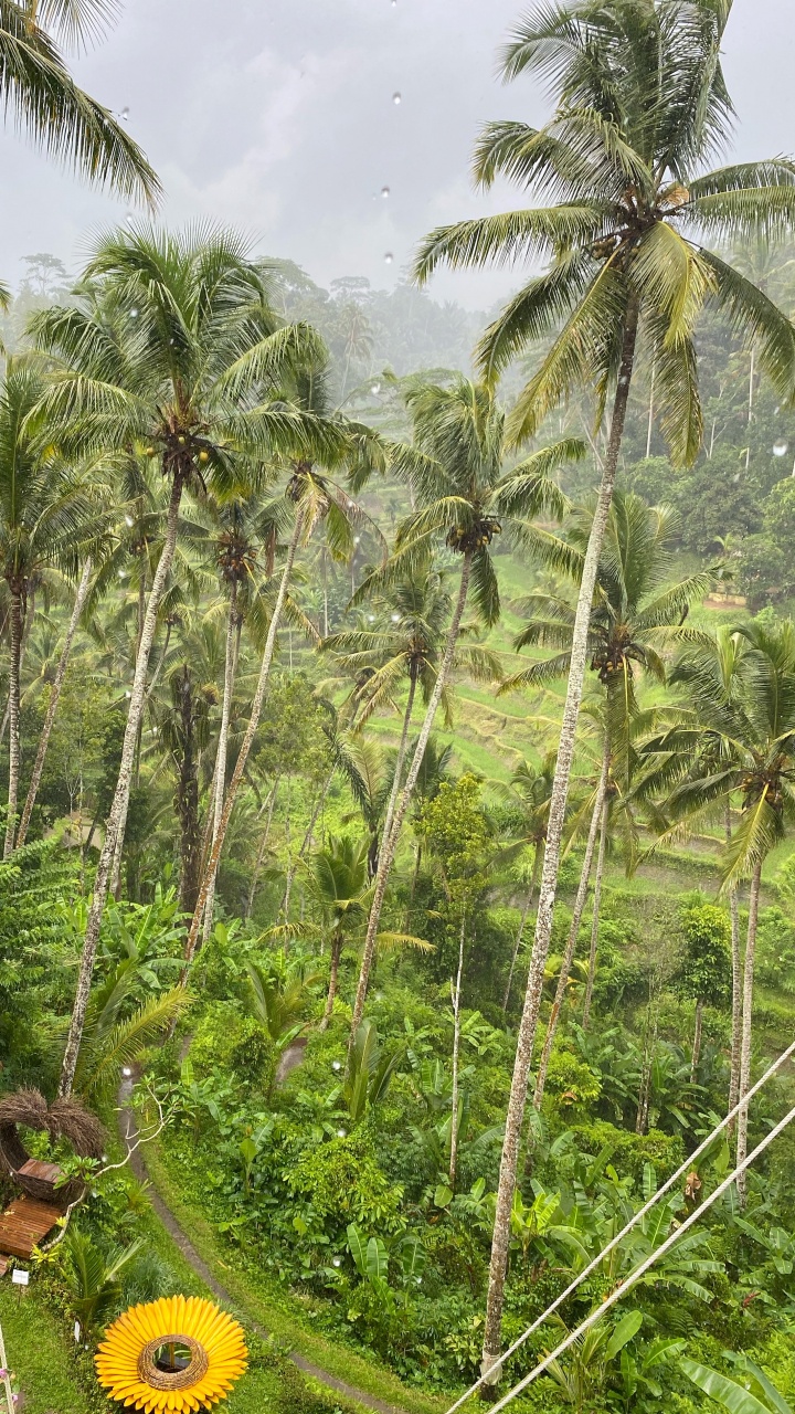 Обои бали, растительность, биом, тропические леса, пальмовые рощи в разрешении 720x1280