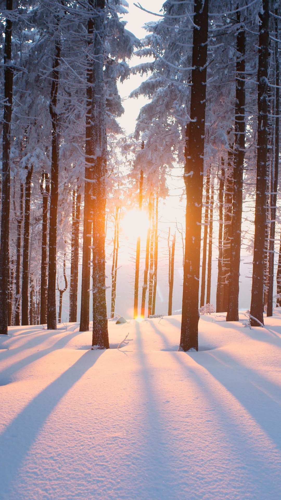 Обои дерево, снег, зима, природа, лес в разрешении 1080x1920