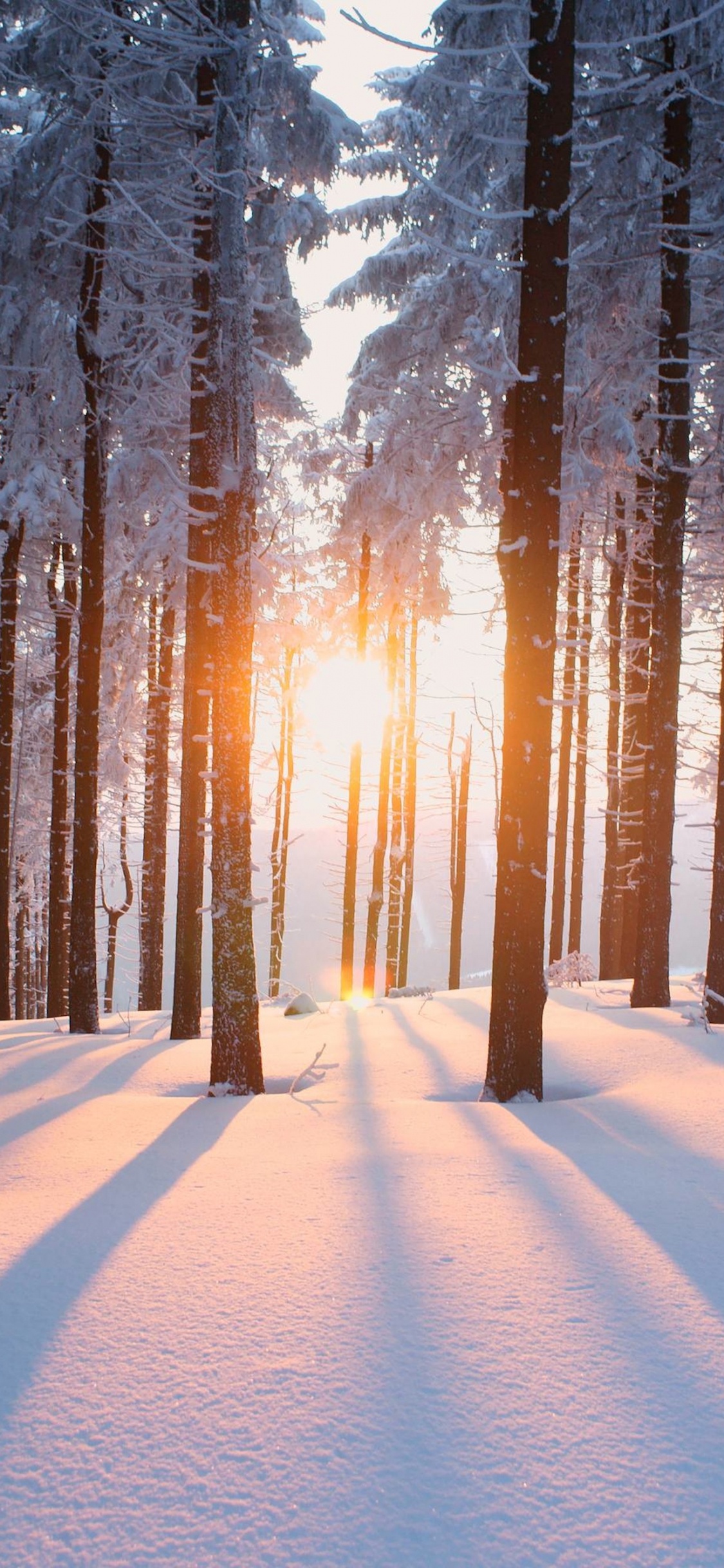 Обои дерево, снег, зима, природа, лес в разрешении 1125x2436